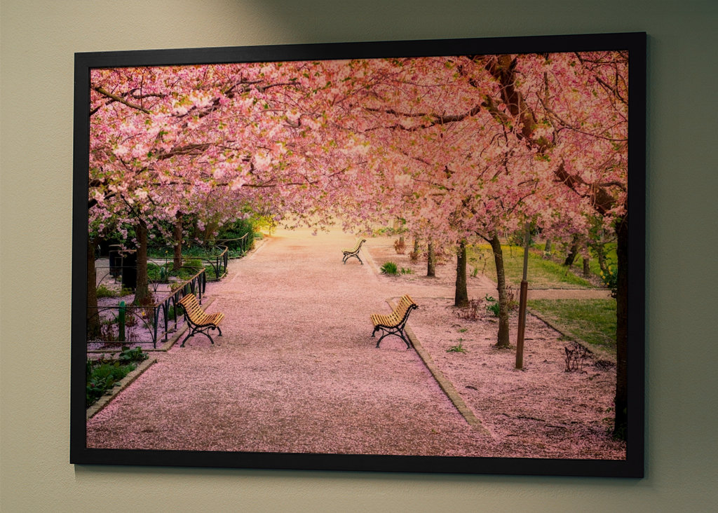 Blomstrende kirsebærtre