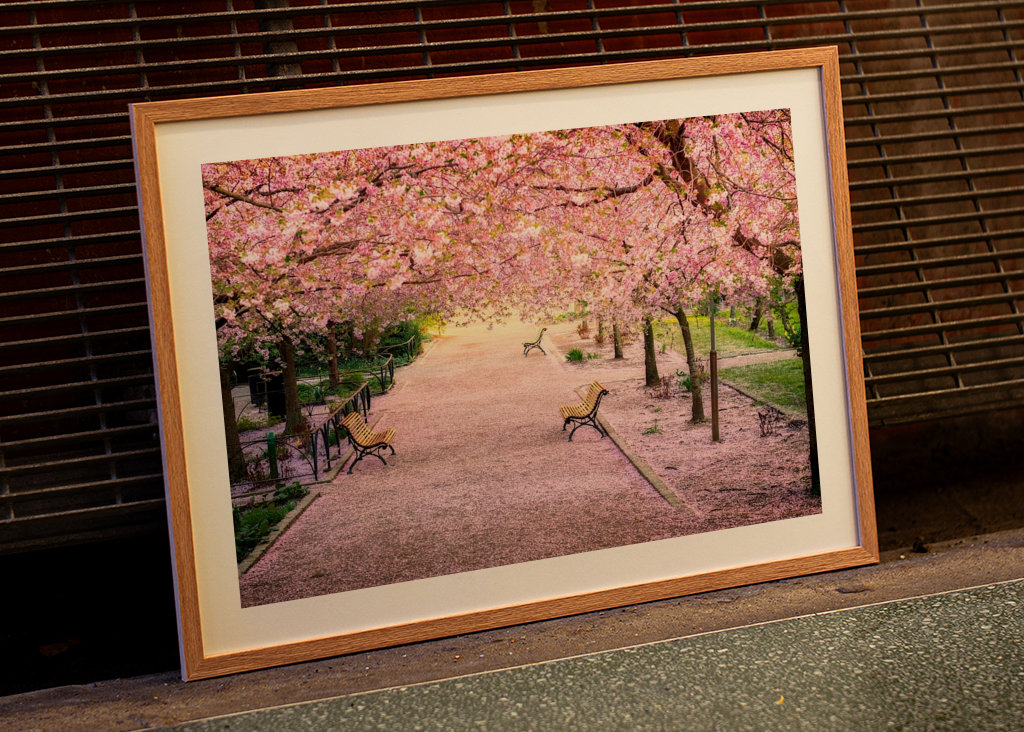 Blomstrende kirsebærtre