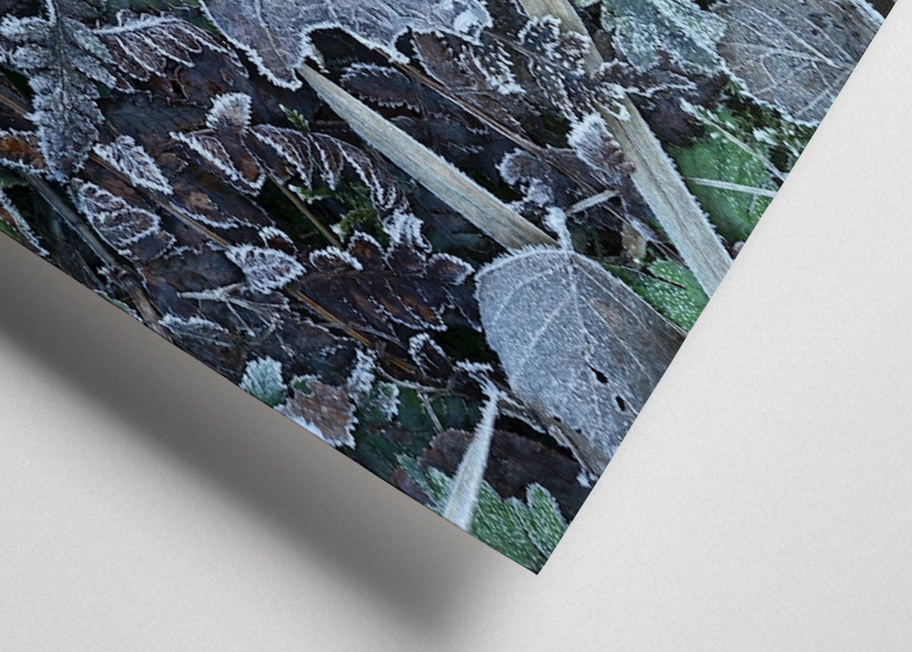 Frosty leafs