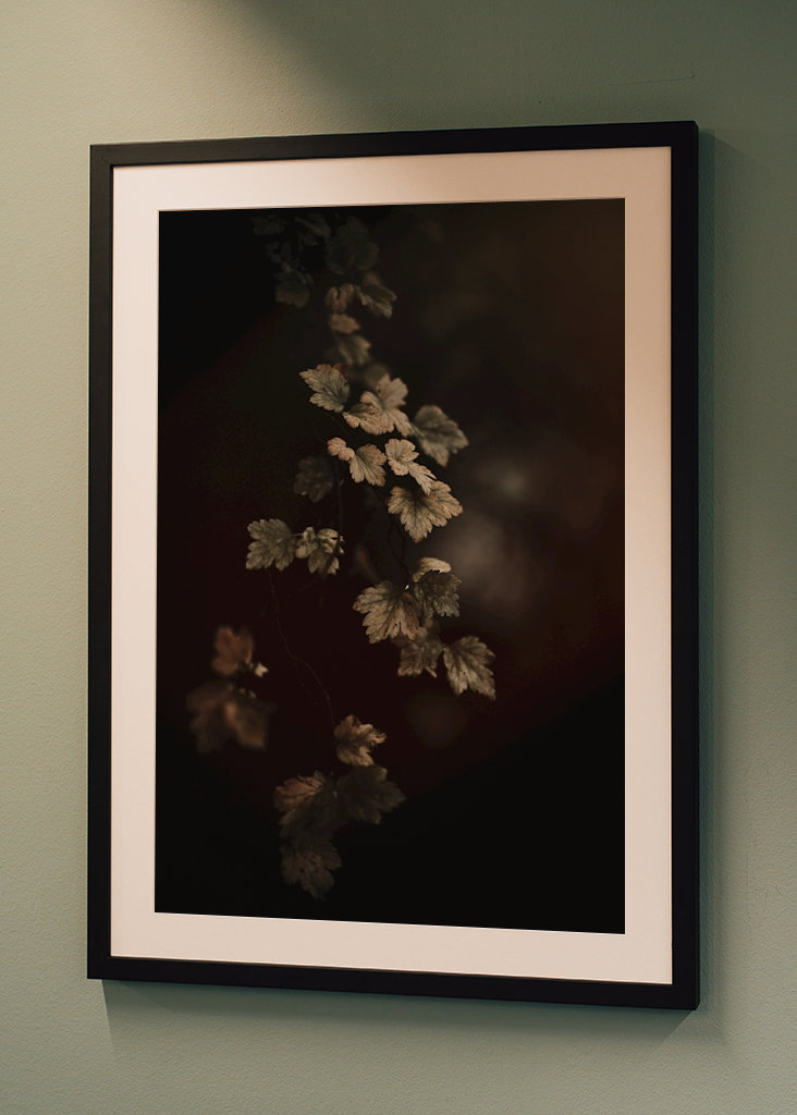 Leafs in the colors of atumn