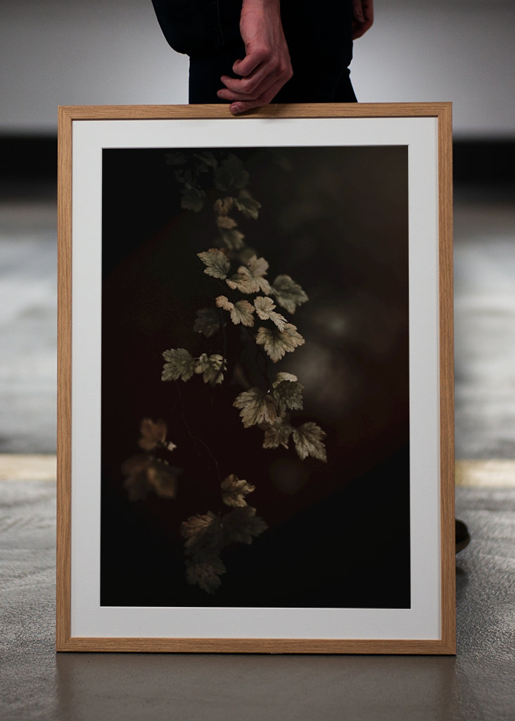 Leafs in the colors of atumn