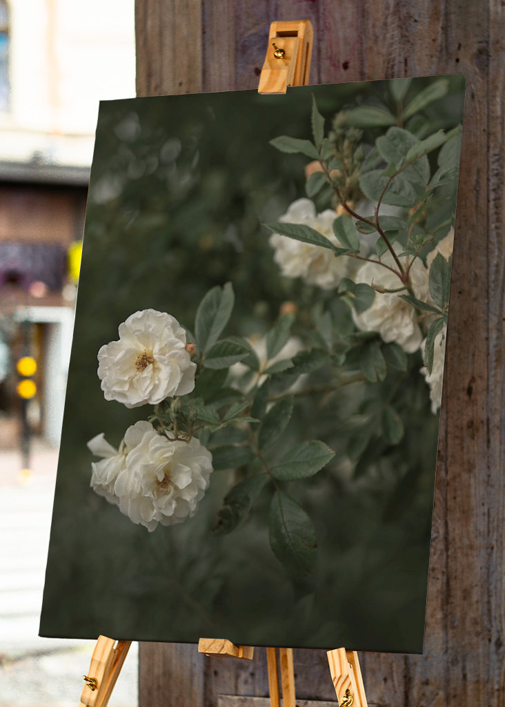 Světle žluté růže