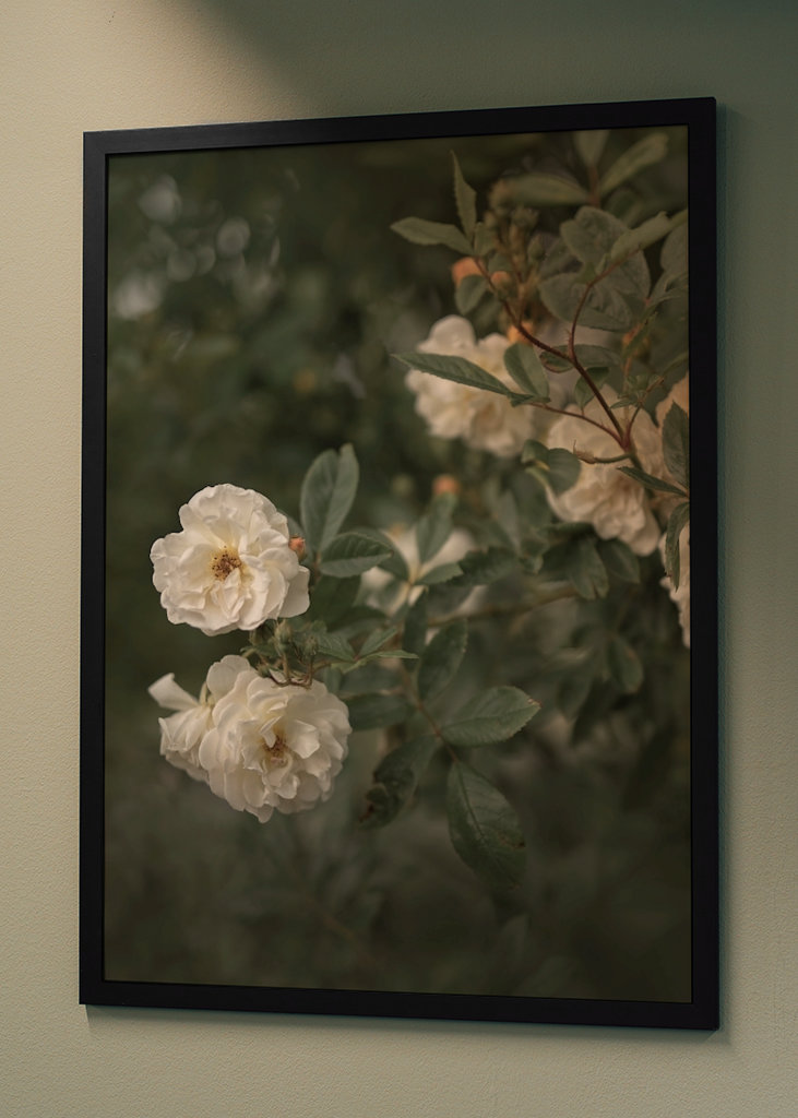 Světle žluté růže