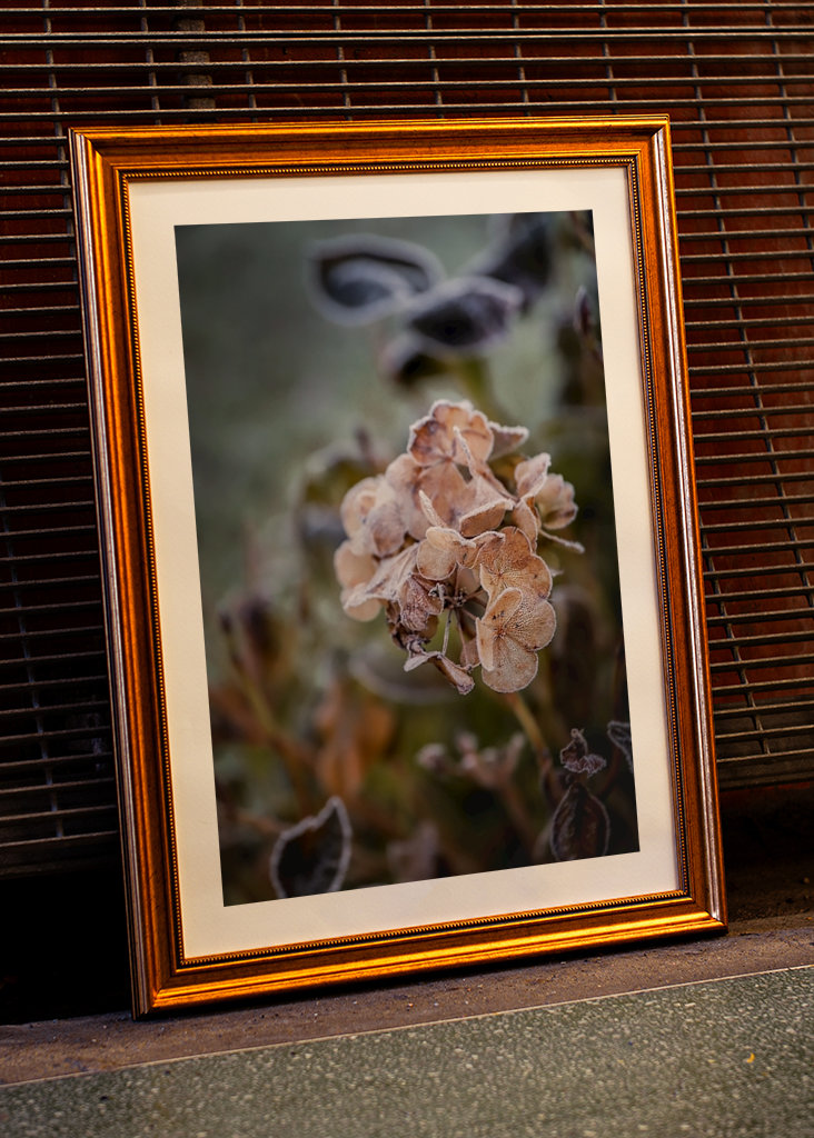 Colección de flores escarchadas 3