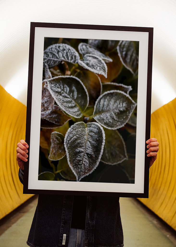 Frosty Flower Collection 2