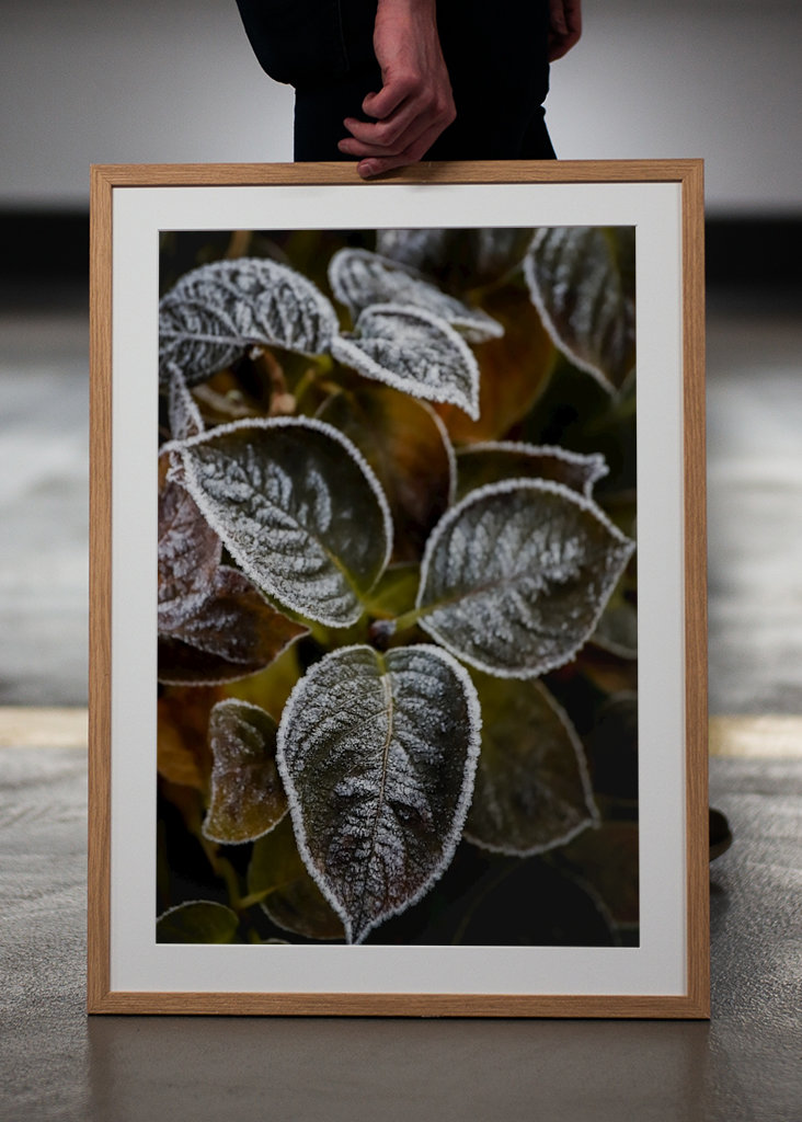 Frosty Flower Collection 2