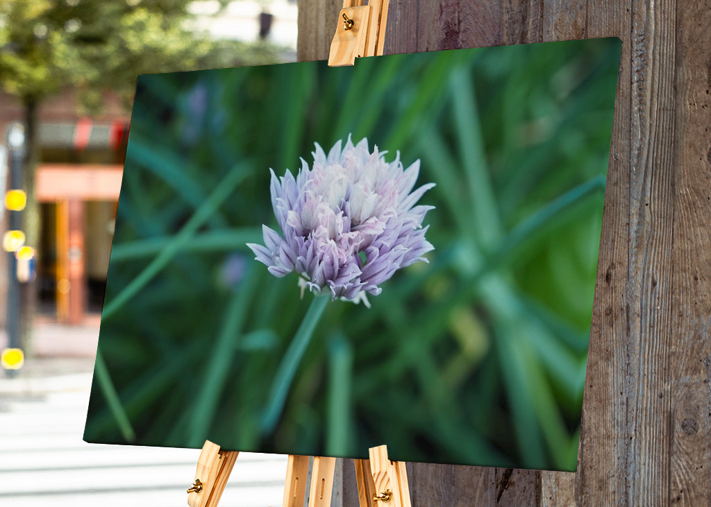 Blühender Schnittlauch