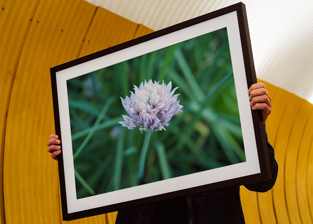 Blühender Schnittlauch