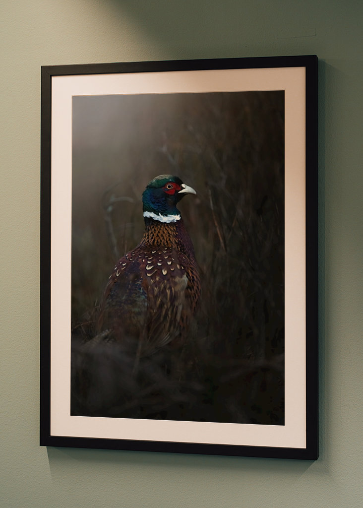 Faisão ao entardecer