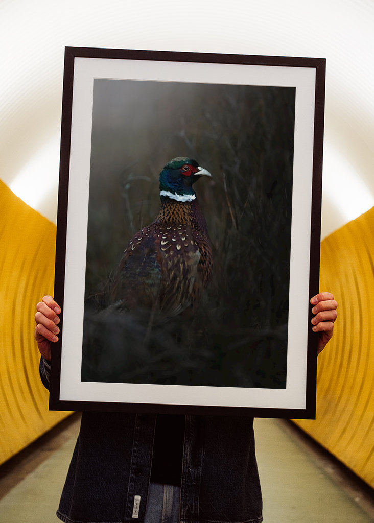 Faisão ao entardecer