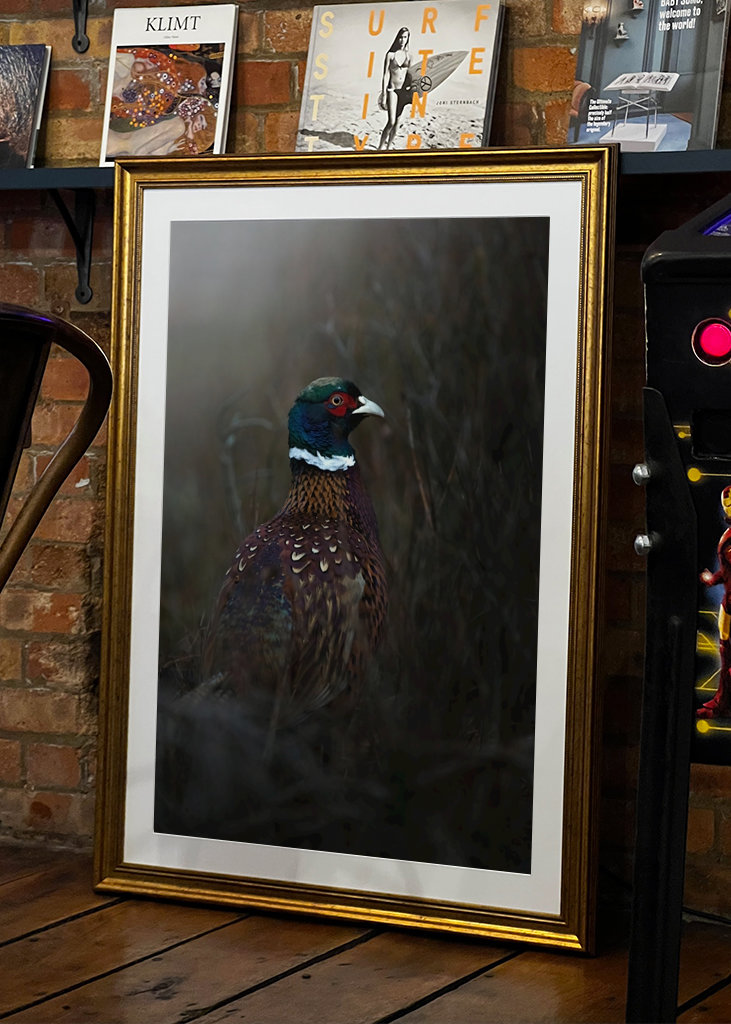 Faisão ao entardecer