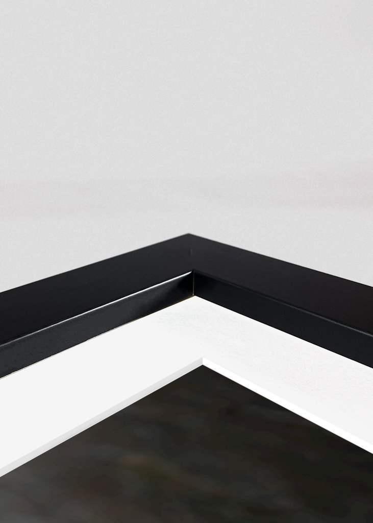 Faisão ao entardecer