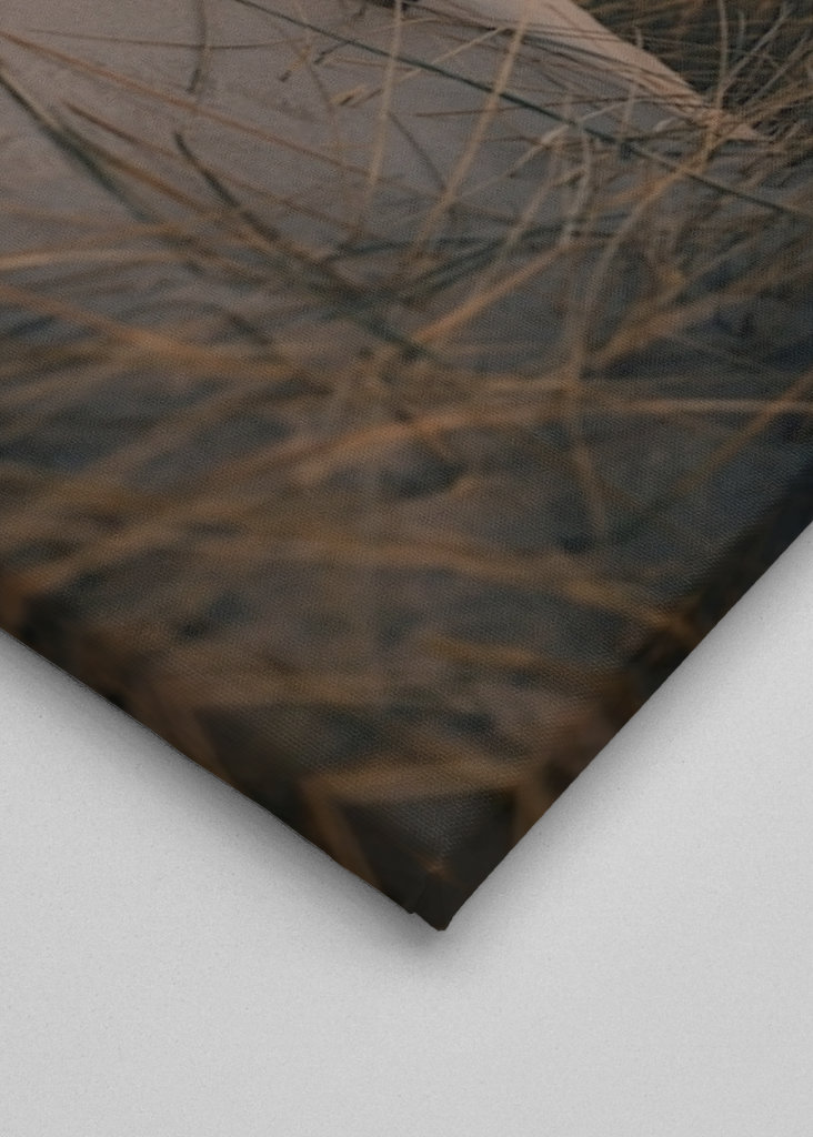 Morning Light in the Dunes