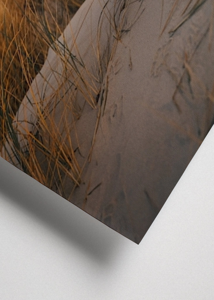 Morning Light in the Dunes