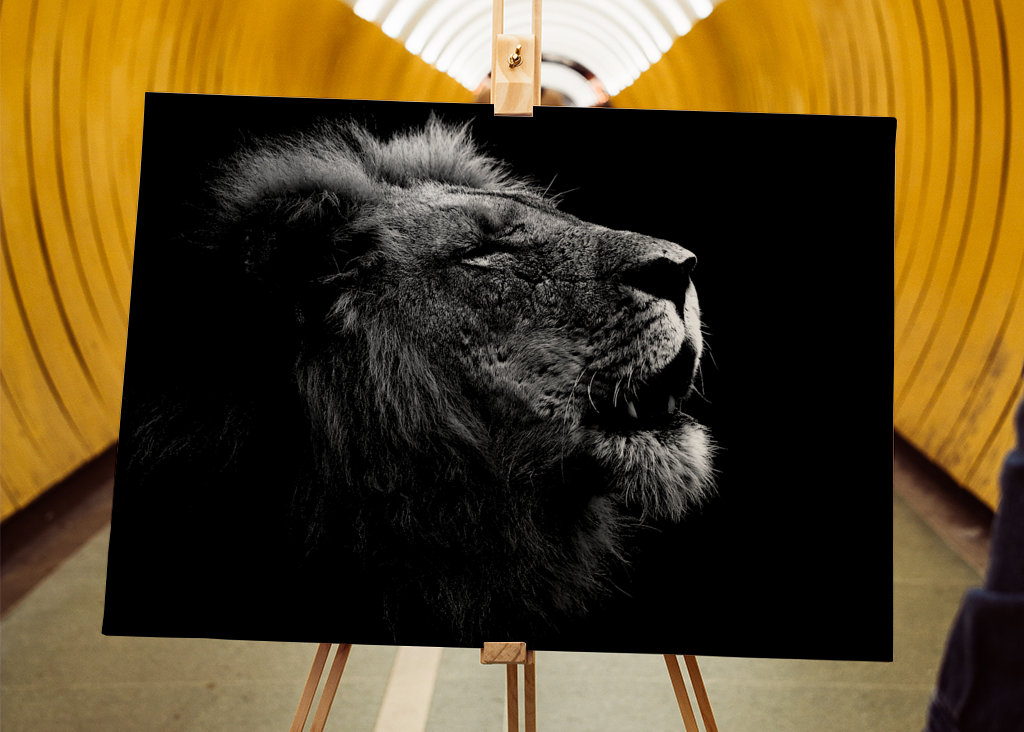 Løvehan kalder på sin flok