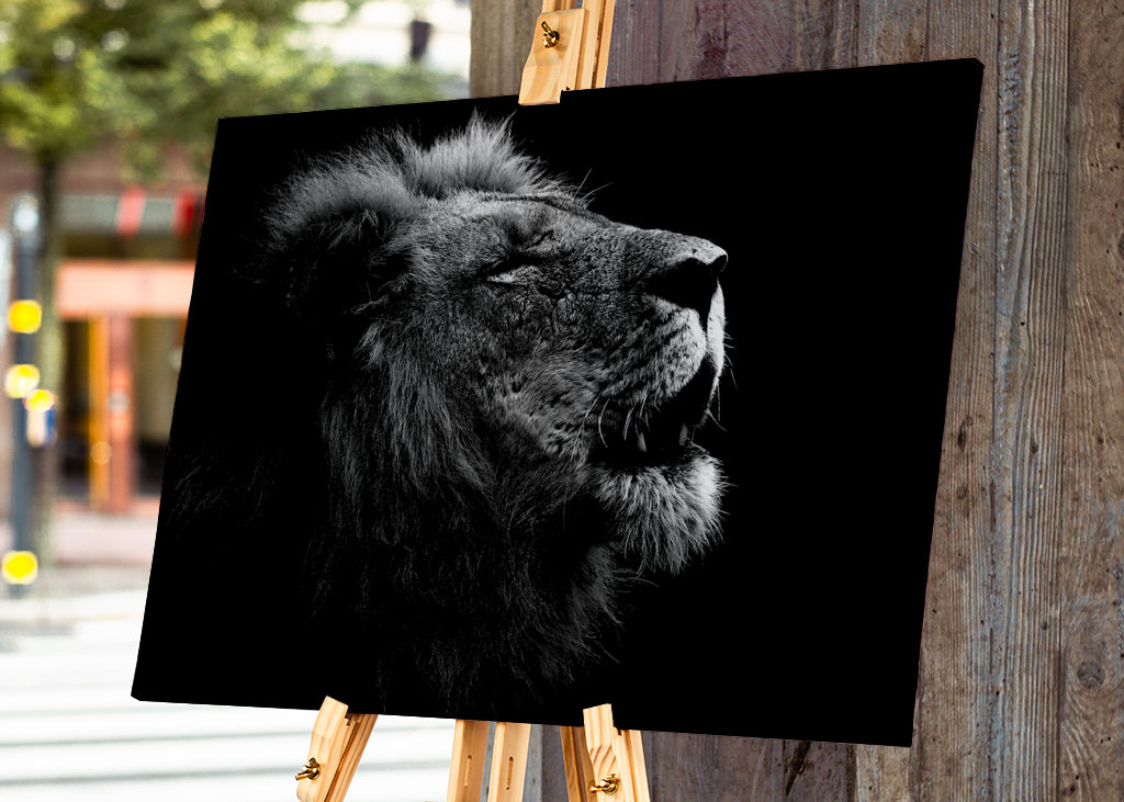 Løvehan kalder på sin flok