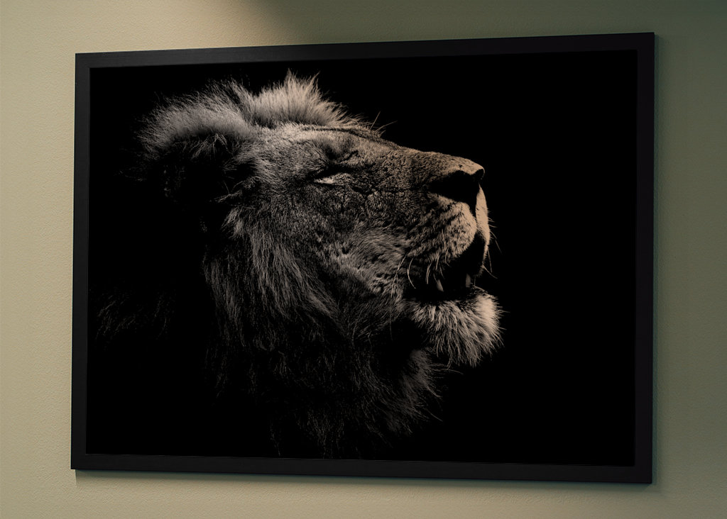 Løvehan kalder på sin flok