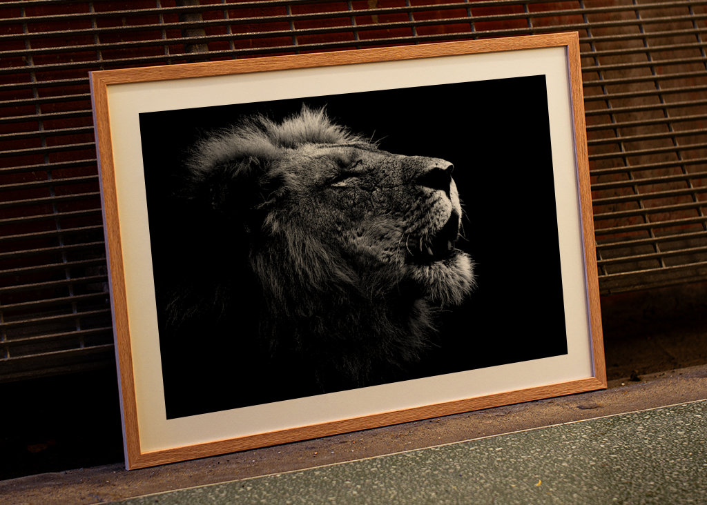 Løvehan kalder på sin flok