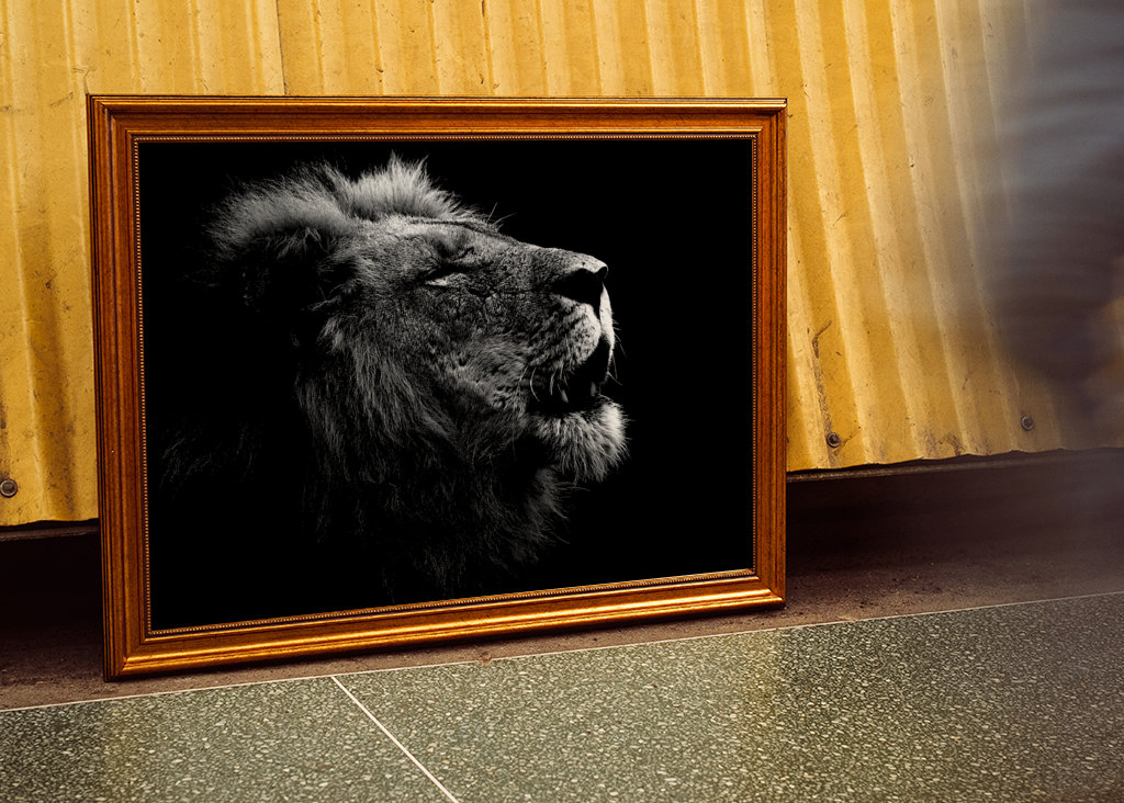 Løvehan kalder på sin flok