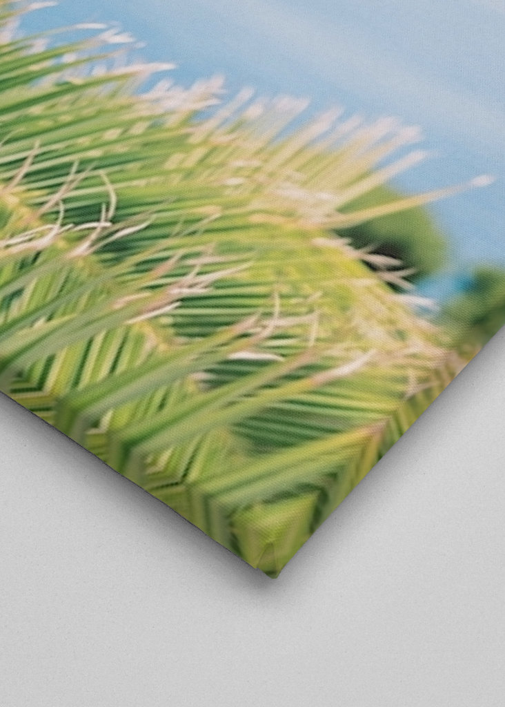 Palma tropického ráje