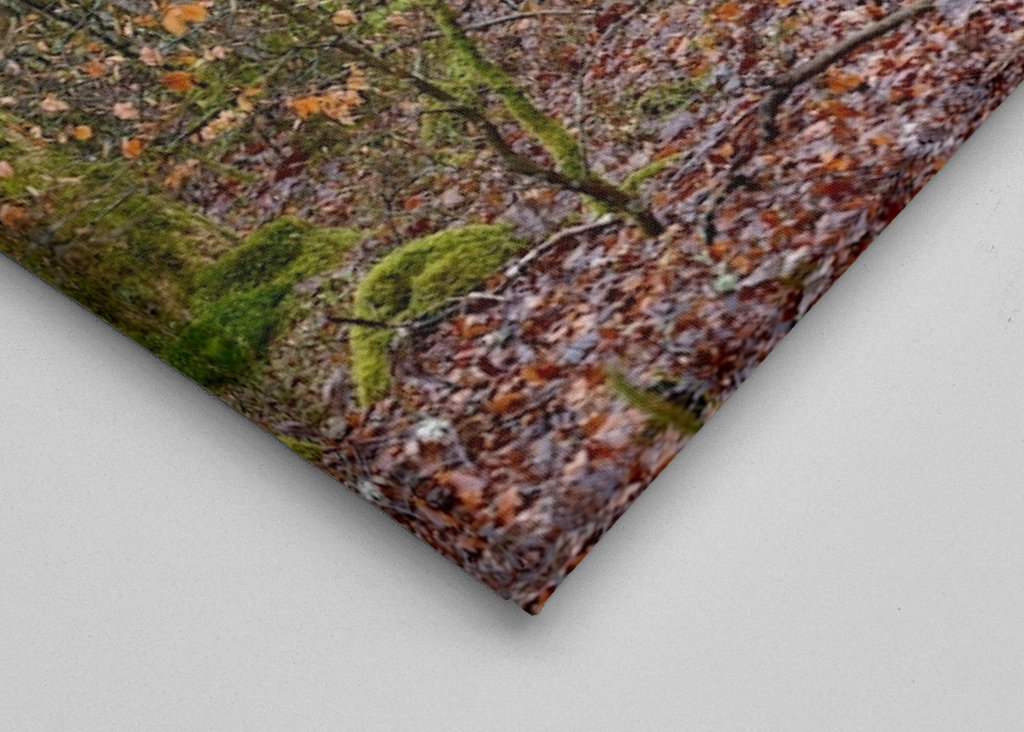 Early spring in the beechwood