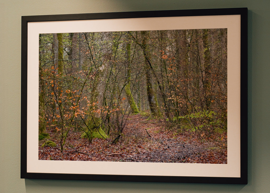 Early spring in the beechwood