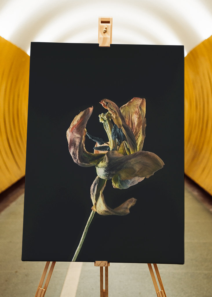 Dried tulip II