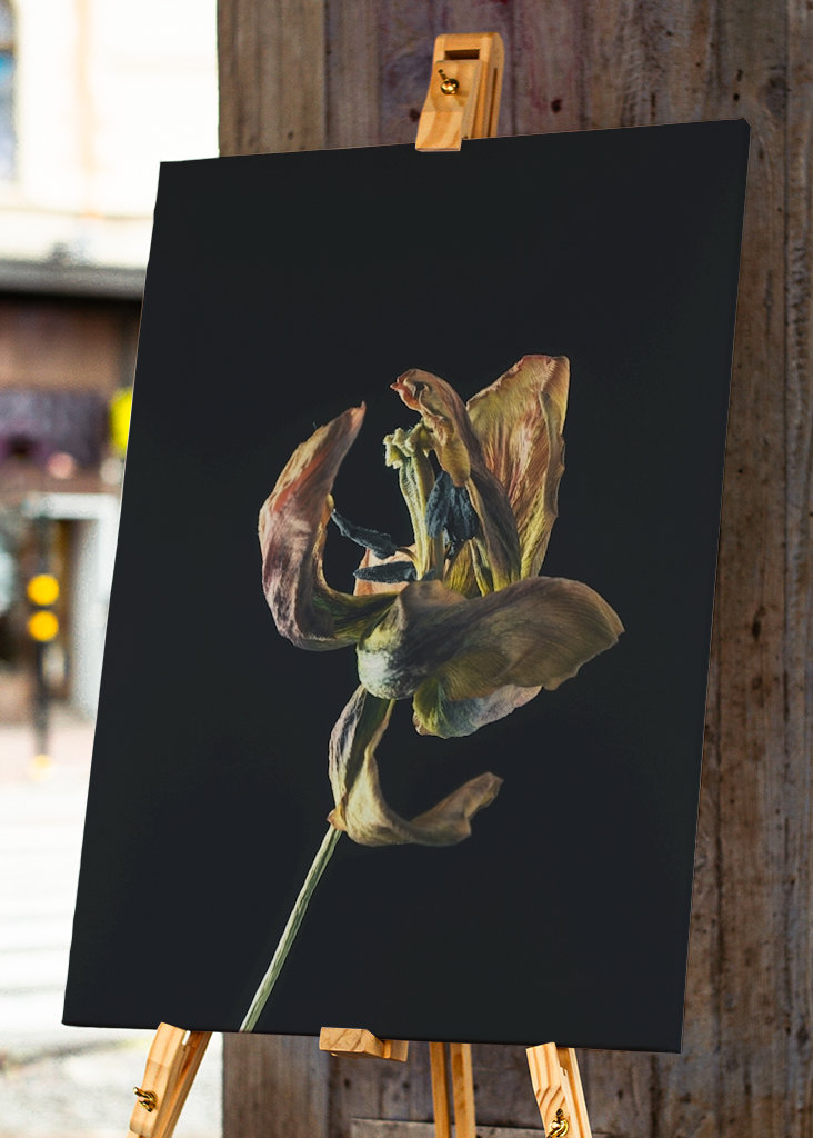 Dried tulip II