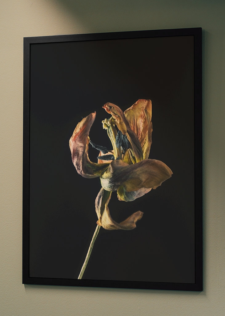 Dried tulip II