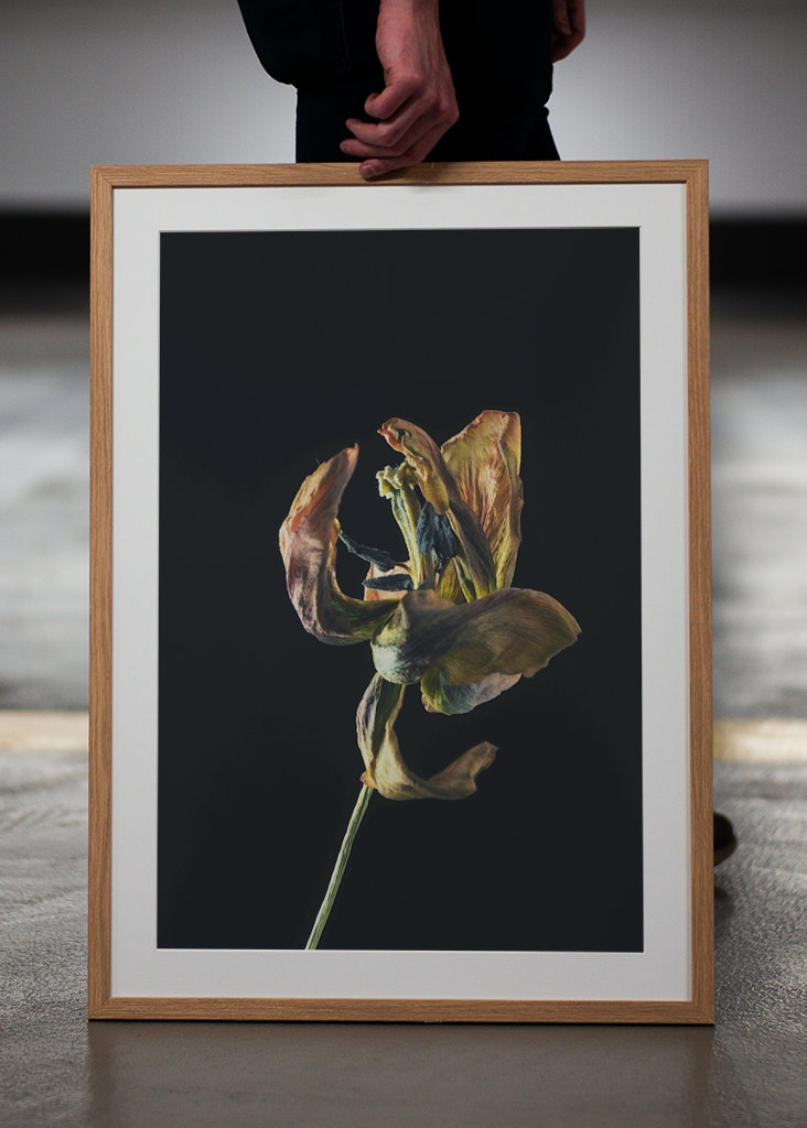 Dried tulip II