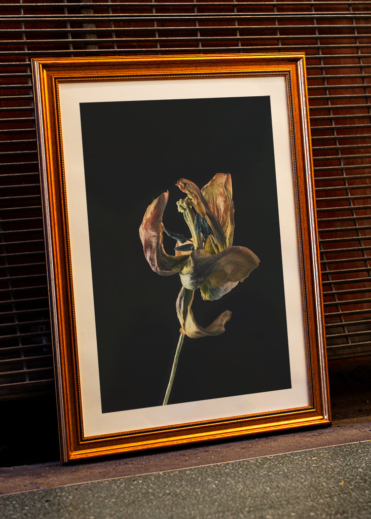 Dried tulip II