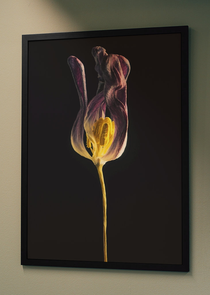 Tulipe pourpre II