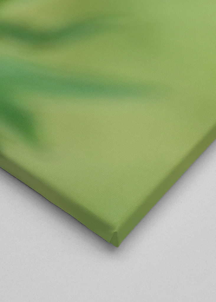 Planě rostoucí rostliny