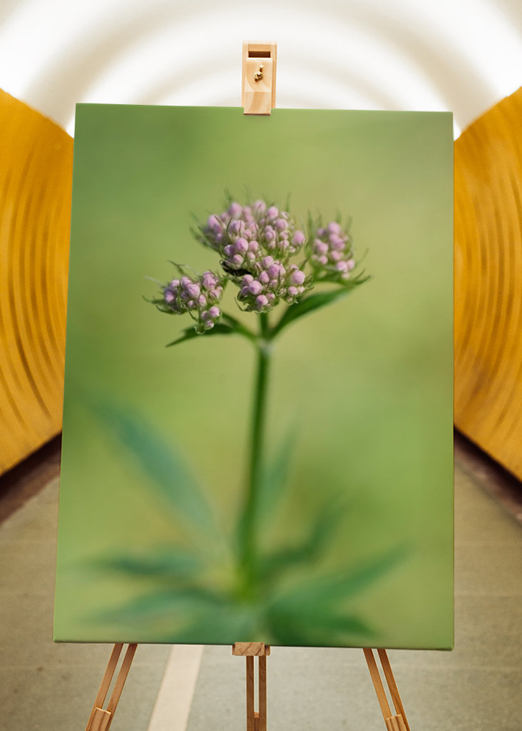 Planě rostoucí rostliny