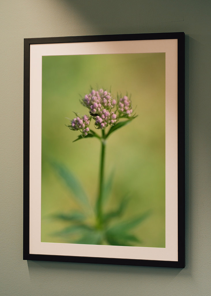 Planě rostoucí rostliny