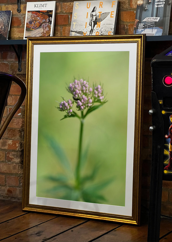 Planě rostoucí rostliny