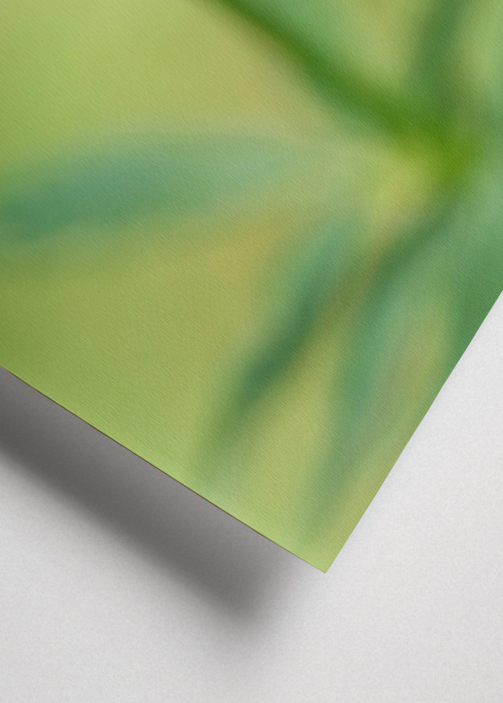 Planě rostoucí rostliny