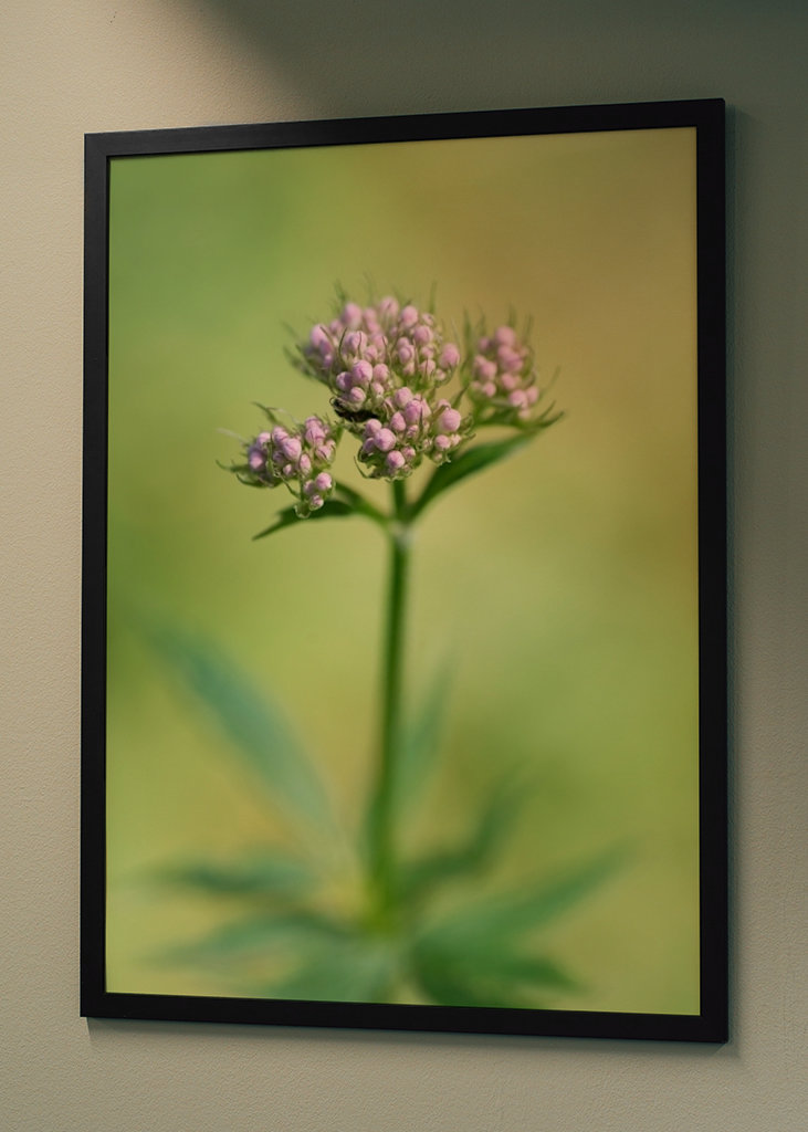 Planě rostoucí rostliny