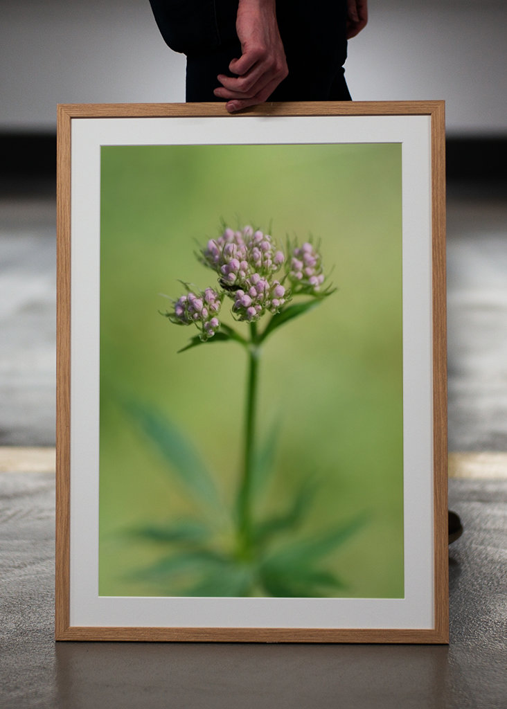 Planě rostoucí rostliny