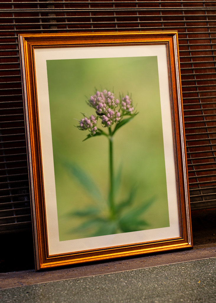 Planě rostoucí rostliny