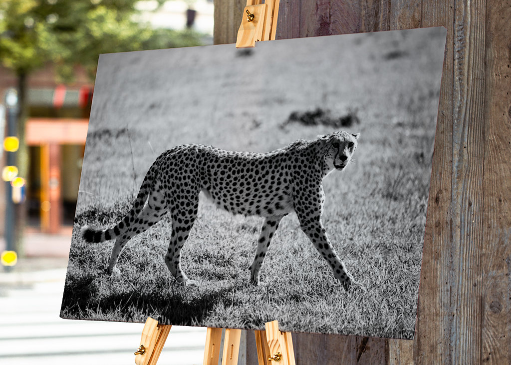 Black and white Chita