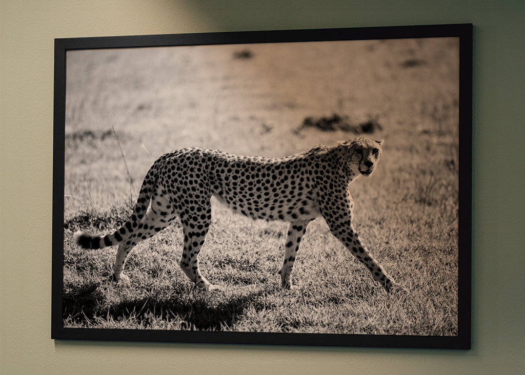 Black and white Chita