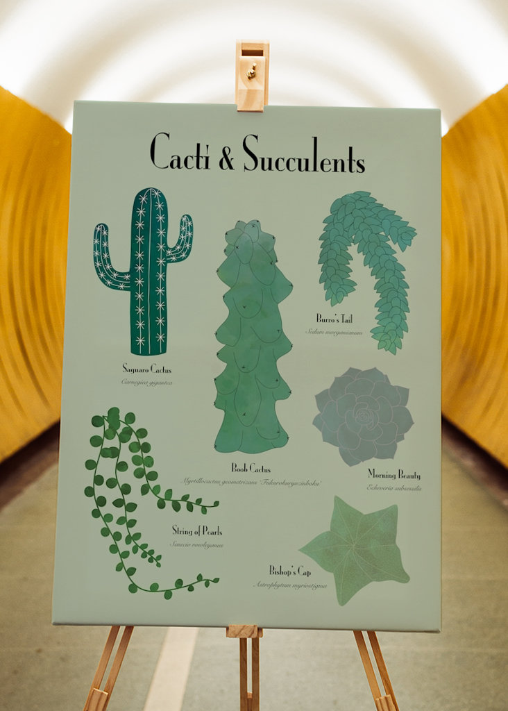 Cacti & Succulents