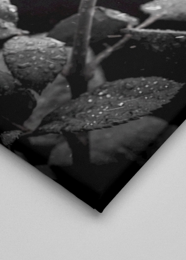 Un bacio da una rosa