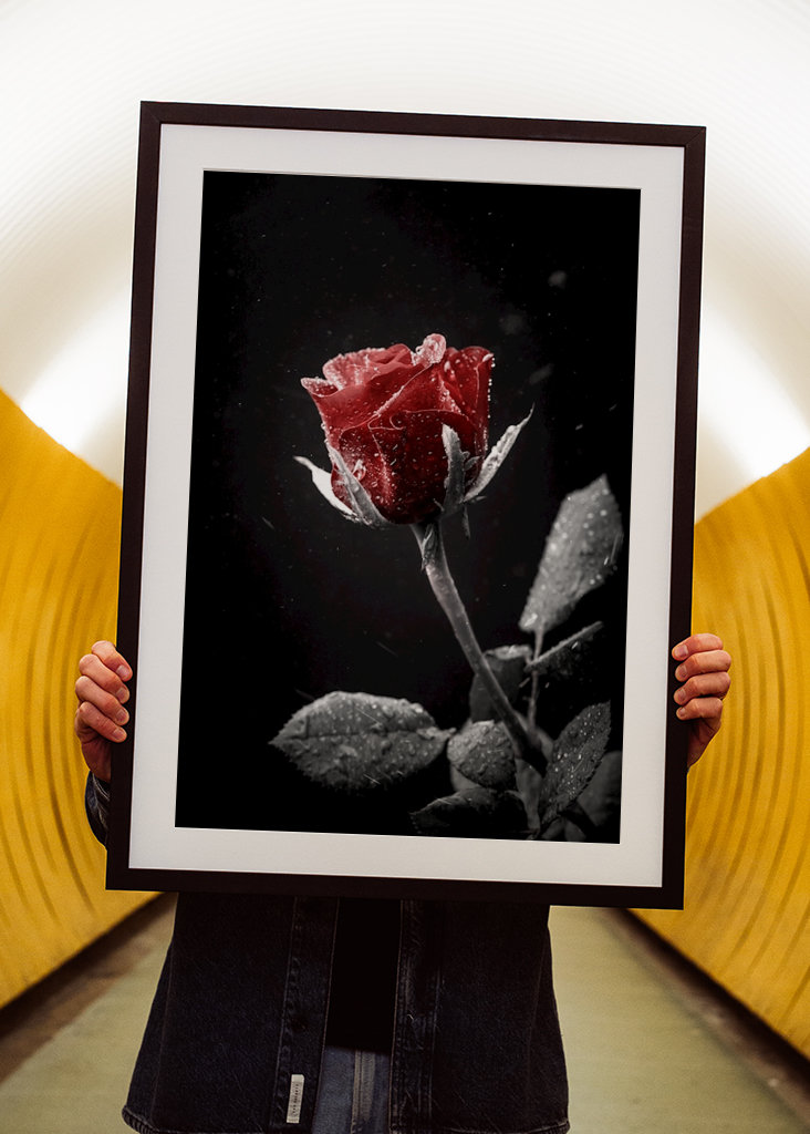 Un bacio da una rosa