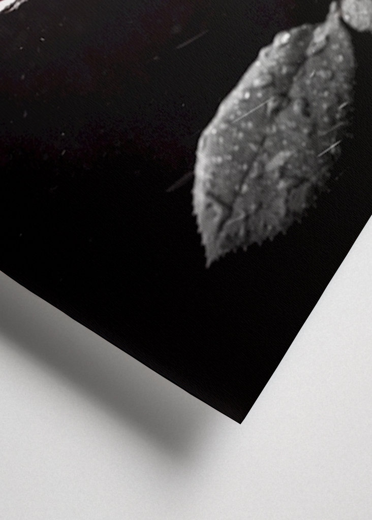 Un bacio da una rosa