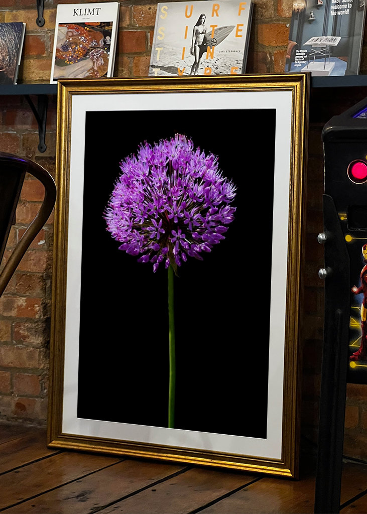 Allium Giganteum