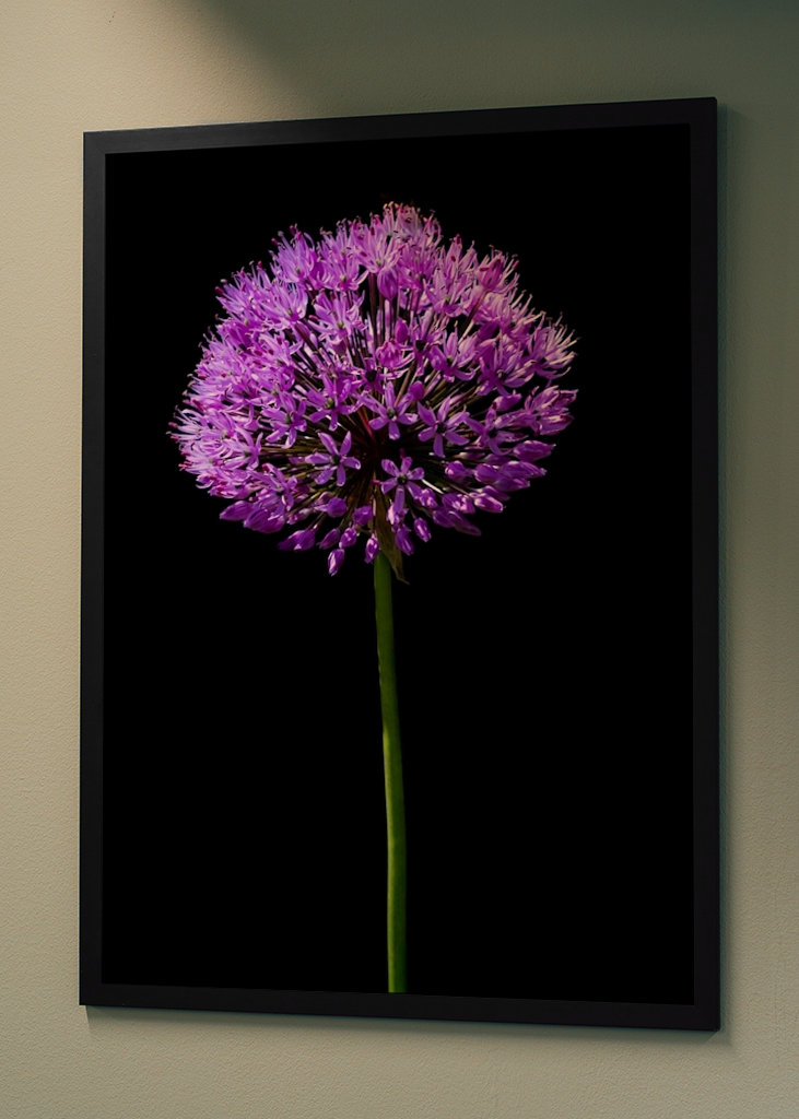 Allium Giganteum