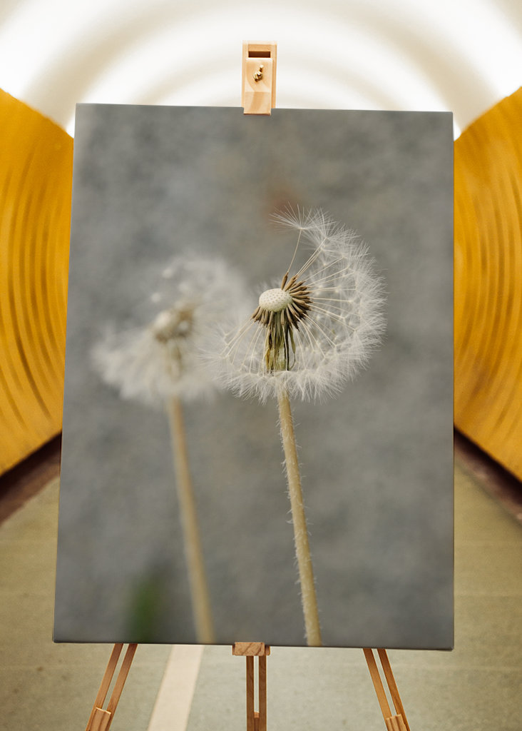 Dandelion