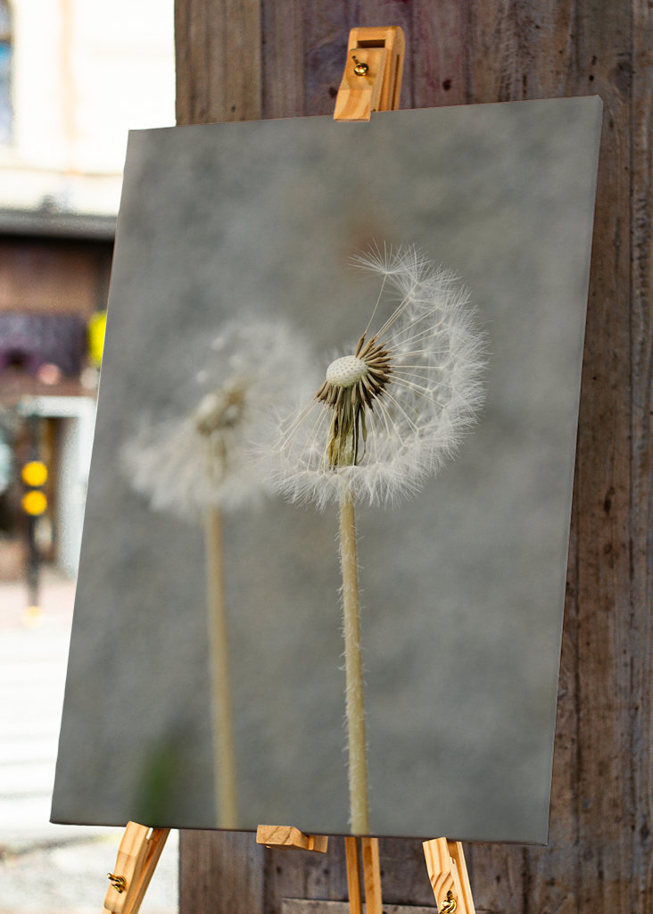 Dandelion